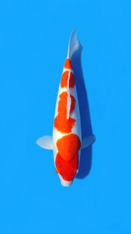 KOHAKU HQ 38cm