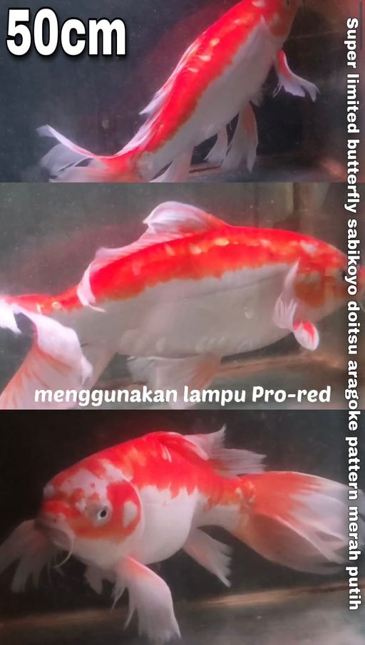 HQ RAREBUTTERFLY KUMPAY SABIKOYO DOITSU SUPER ANTIK JUMBO GONDRONG MOTOAKA IMBANG 50cm