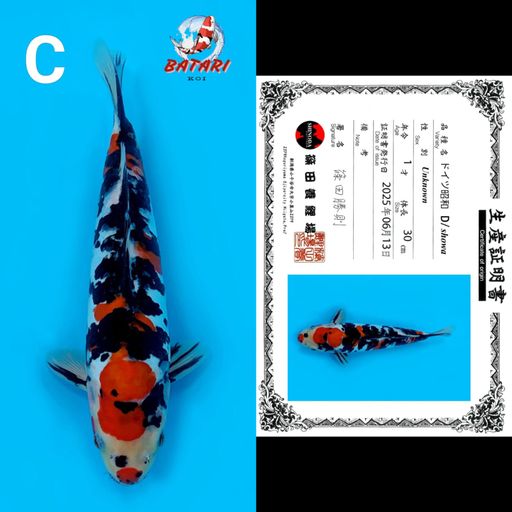 SHOWA DOITSU SHINODA 30cm