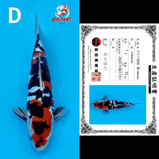 SHOWA DOITSU SHINODA 32cm