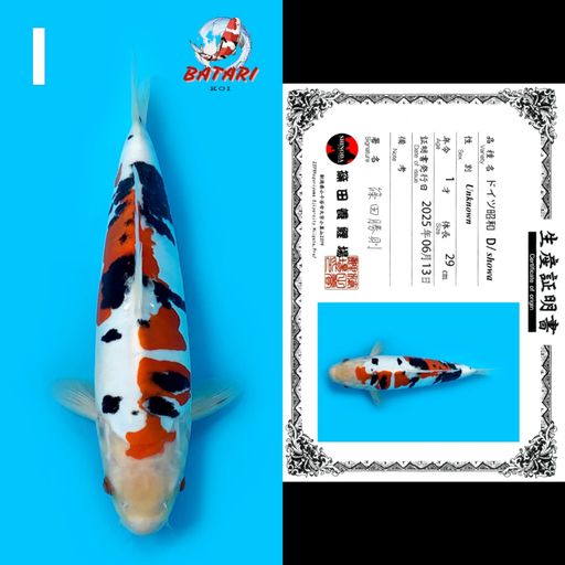 SHOWA DOITSU SHINODA 29cm