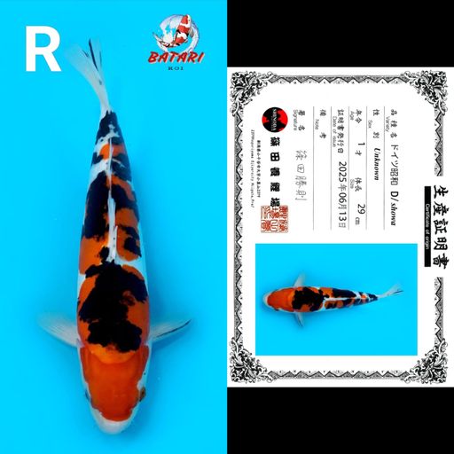 SHOWA DOITSU SHINODA 29cm