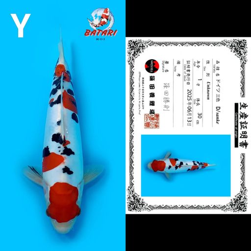 SANKE DOITSU SHINODA 30cm