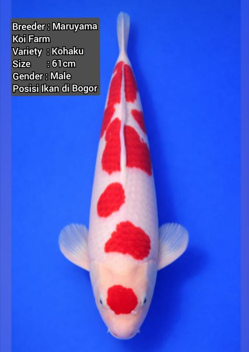 KOHAKU MARUYAMA IMPORT BERSERTIFIKAT 61cm