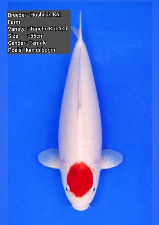 TANCHO KOHAKU HOSHIKIN IMPORT BERSERTIFIKAT 55cm