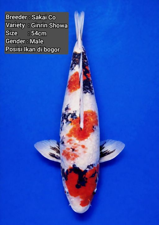 GINRIN SHOWA SAKAI IMPORT BERSERTIFIKAT 54cm