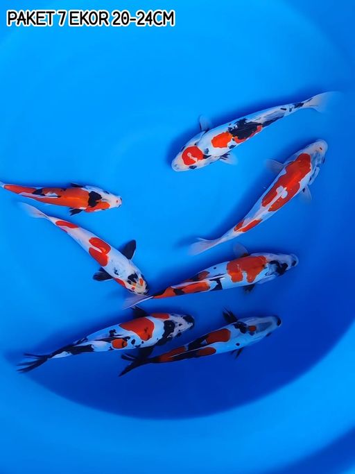 PAKET 7 EKOR DOITSU SHOWA 2024cm