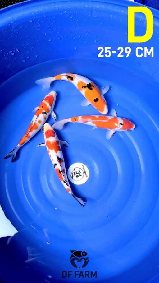 PAKET SANKE TATEGOI 25 29cm