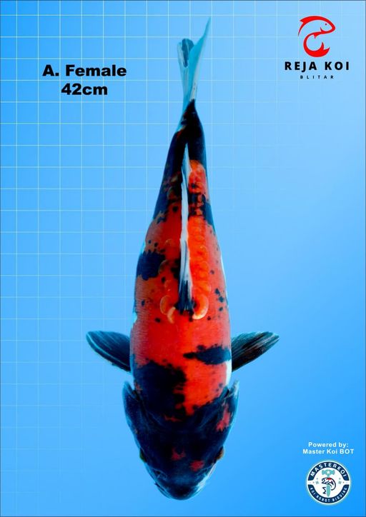 HI SHOWA DOITSU FEMALE 42cm