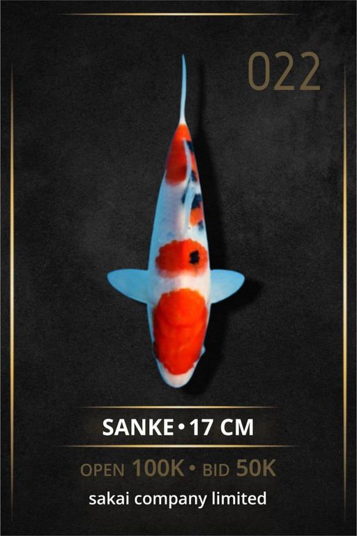 SANKE SAKAI CO LTD INCLUDE SERTIFIKAT BREEDER 17cm