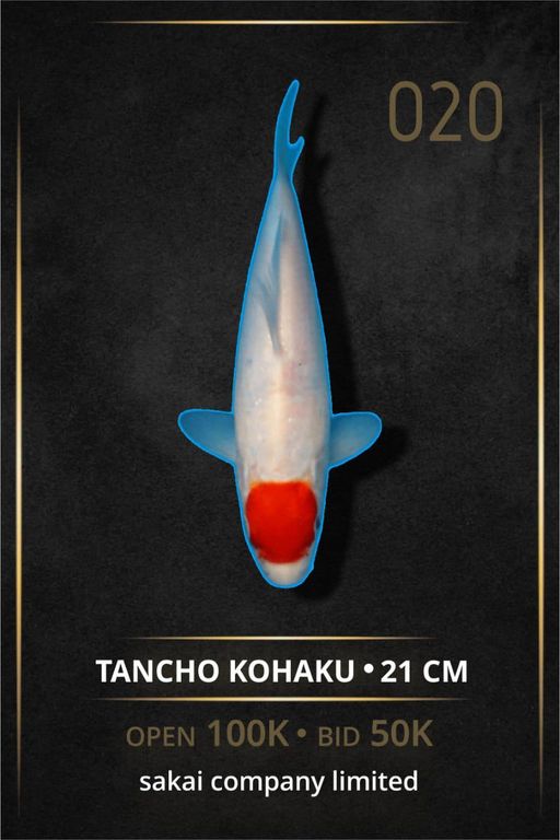 TANCHO SAKAI CO LTD INCLUDE SERTIFIKAT BREEDER 21cm