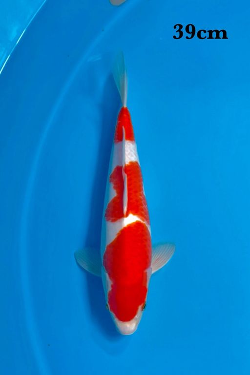 F1 KOHAKU SAKAI 39cm