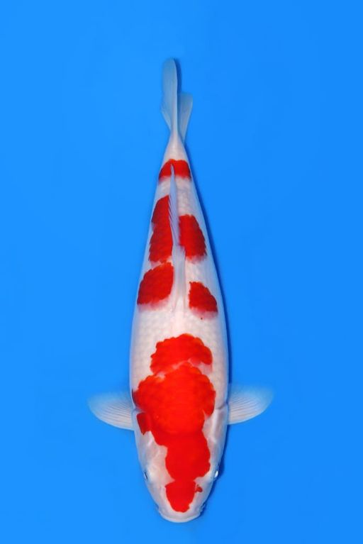 KOHAKU TOP BODY ORI FEMALE 38cm