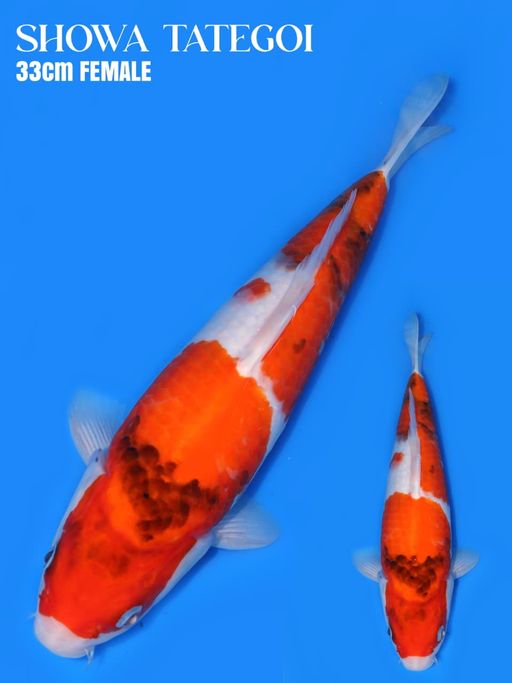 SHOWA ORI FEMALE 33cm