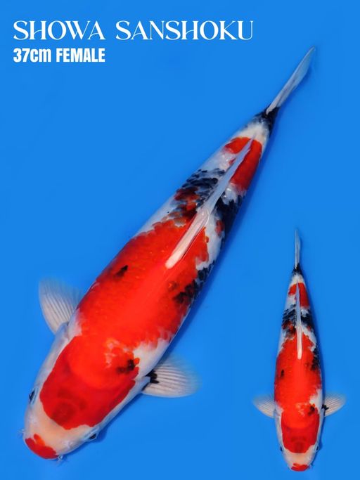 SHOWA ORI FEMALE 37cm