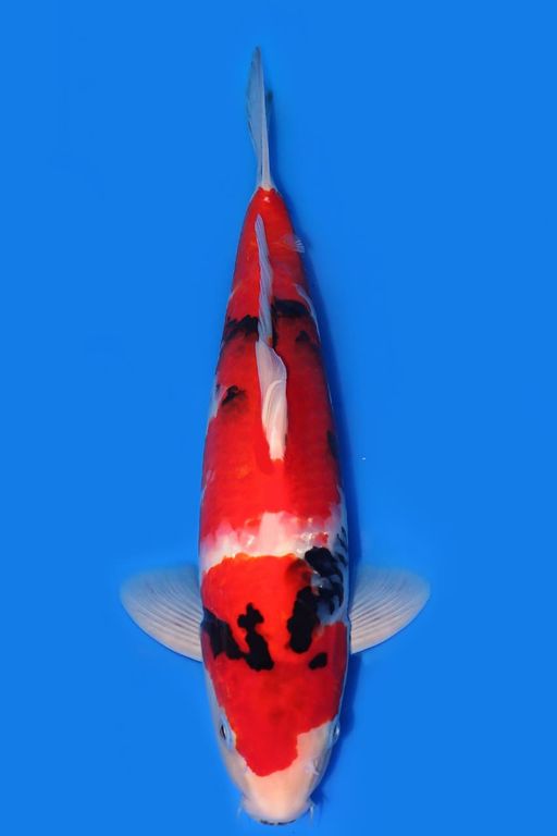SHOWA MALE 35cm