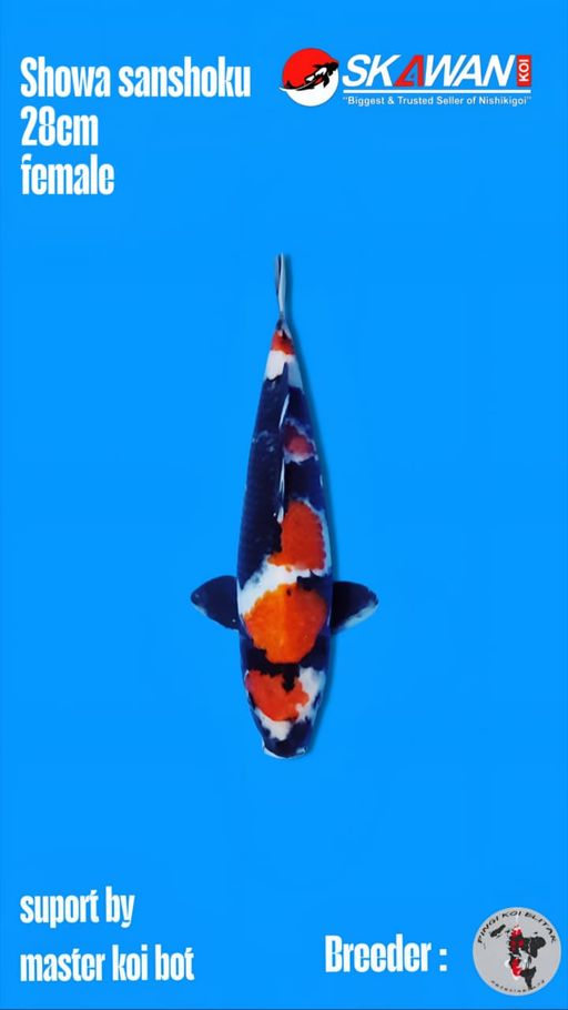 SHOWA SANSHOKU BAHAN KEEP 28cm