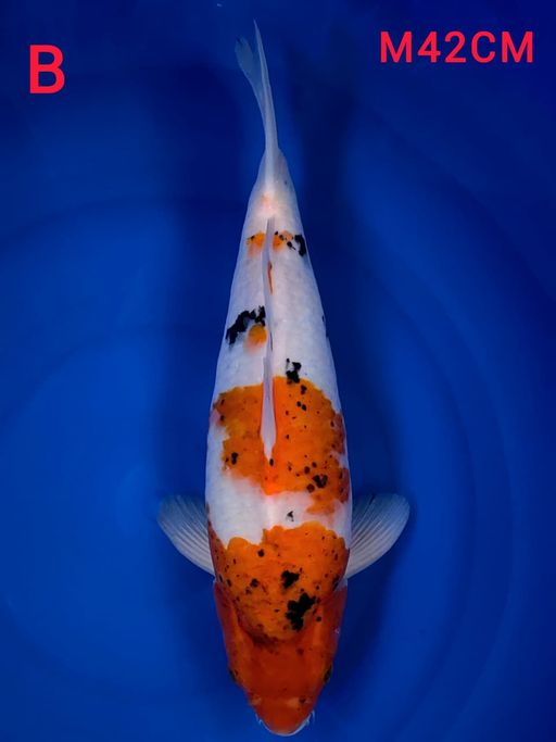 KOROMO SANKE MALE 42cm