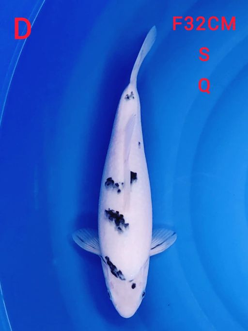 BEKO SHOW QUALITY FIMALE 32cm