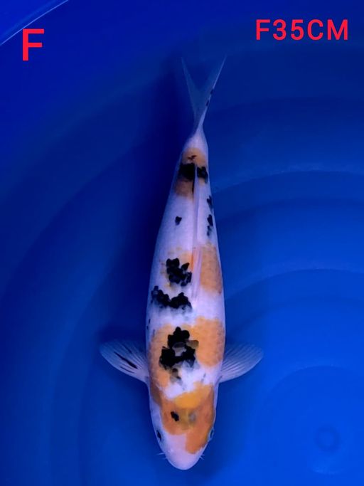 KI SANKE FIMALE 35cm