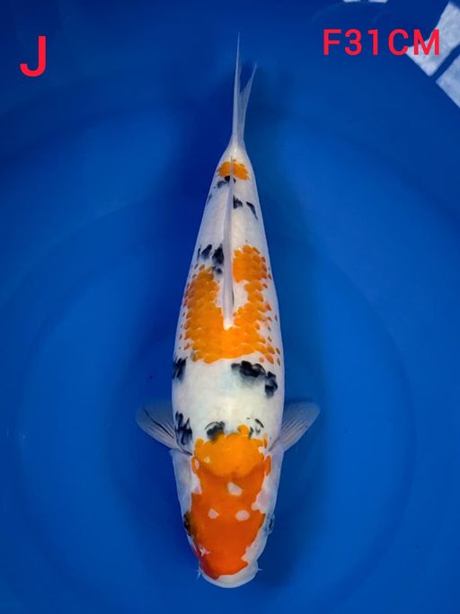 SANKE KANOKO FIMALE 31cm