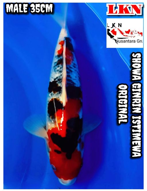 SHOWA GINRIN ISTIMEWA CALON JOS JIS LOKASI BOJONEGORO 35cm