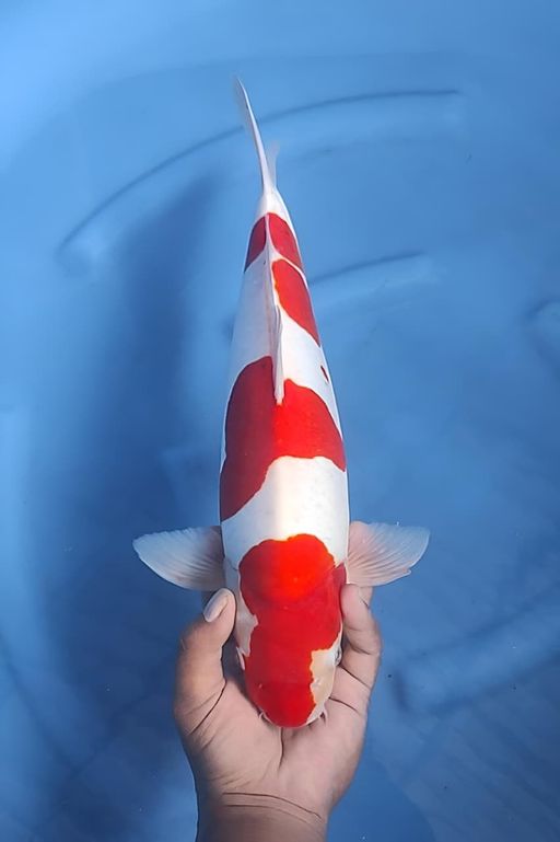 DOITSU KOHAKU 41cm