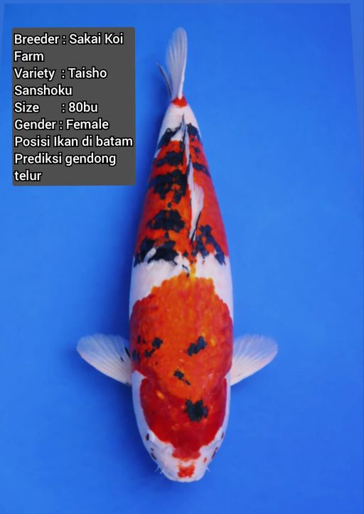 TAISHO SANSHOKU FEMALE SAKAI IMPORT BERSERTIFIKAT 76cm