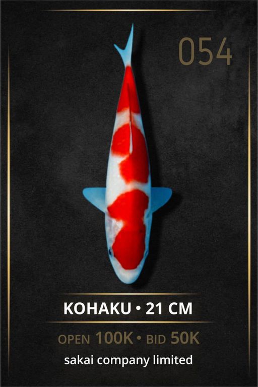 KOHAKU SAKAI CO LTD INCLUDE SERTIFIKAT 21cm
