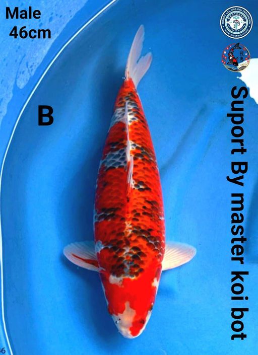 RED GOSHIKI REACING JUMBO MALE 46cm