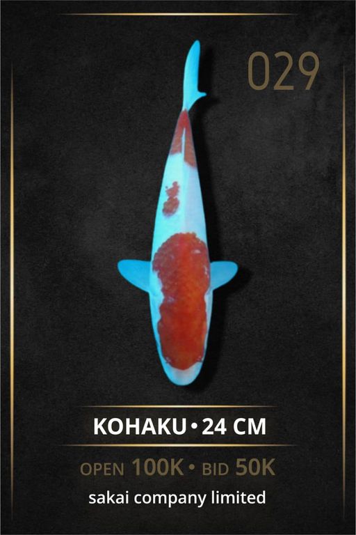 KOHAKU SAKAI CO LTD INCLUDE SERTIFIKAT 24cm
