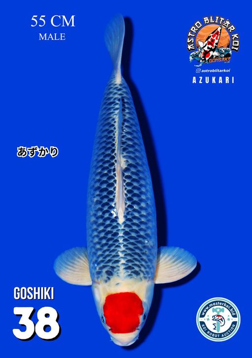GOSHIKI 55cm