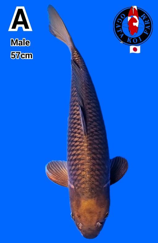 CAGOI TEMBAGA RING RAPI IMPORT OGATA INCLUDE SERTIFIKAT57cm