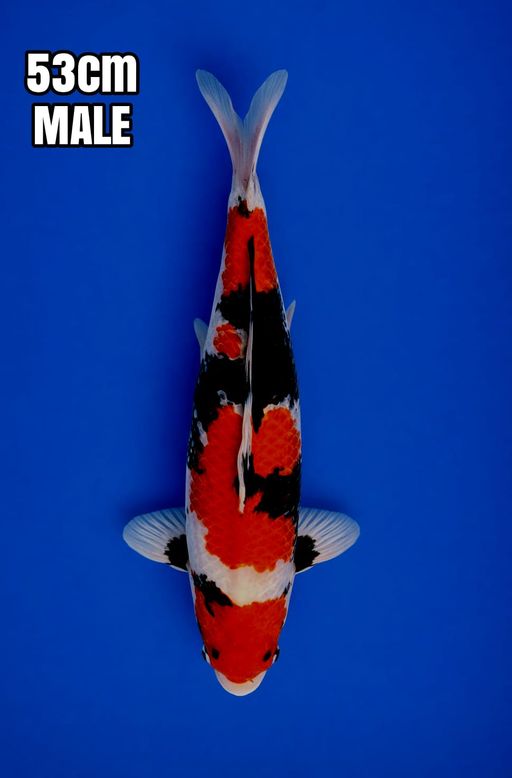 SHOWA AKF SUPER HQ 53cm