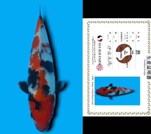 SHOWA ISA KOI FARM 23cm