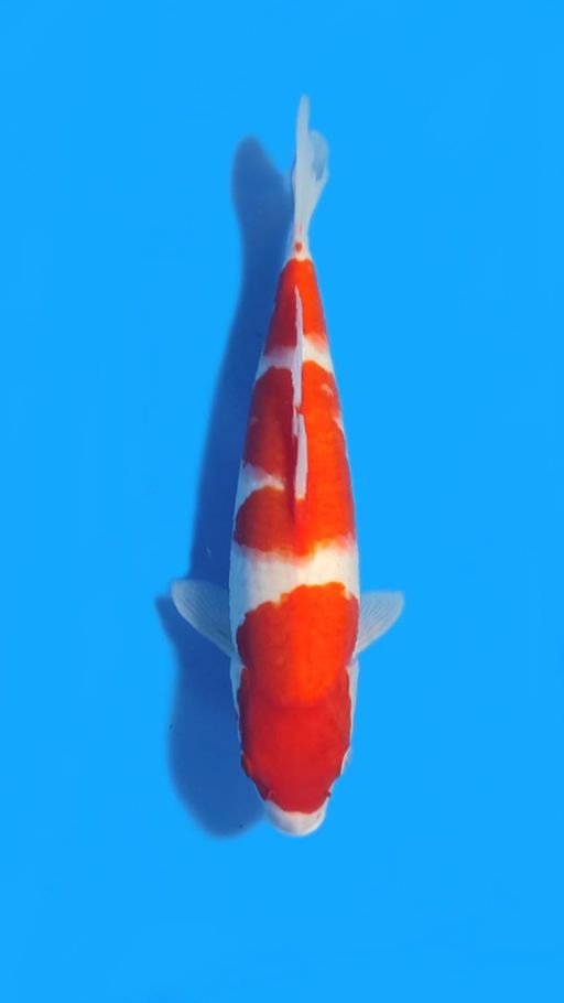 KOHAKU HQ 33cm