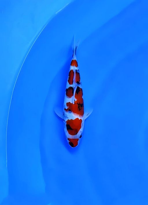 SHOWA TATEGOI TOP SKIN CALON GOOD PATERN 25cm