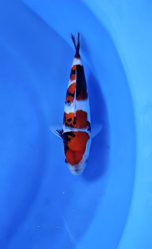 SHOWA TATEGOI TOP SKIN CALON GOOD PATERN 25cm