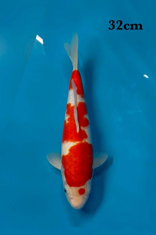 F1 KOHAKU SAKAI TINGGAL PUSH PAKAN 32cm