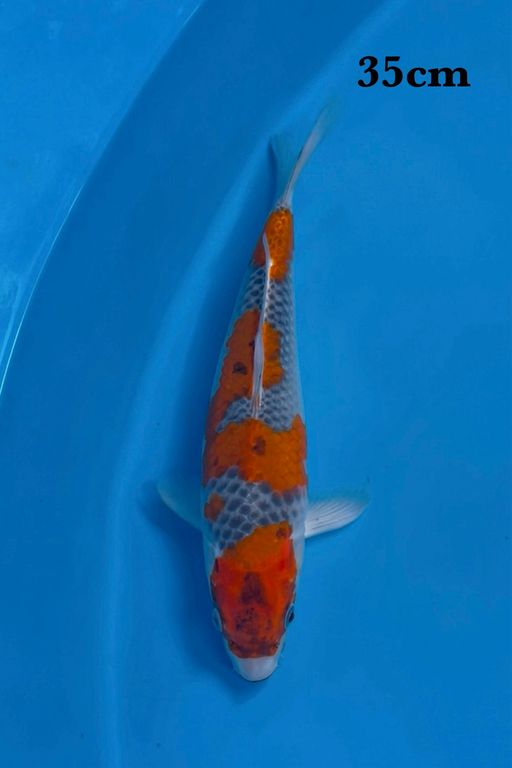 KUJAKU RASA OCHIBA 35cm