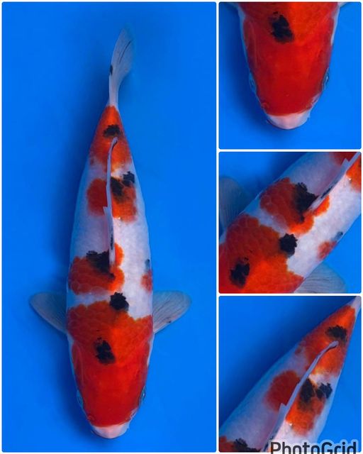 RED SANKE LINE AKF MALE 21cm