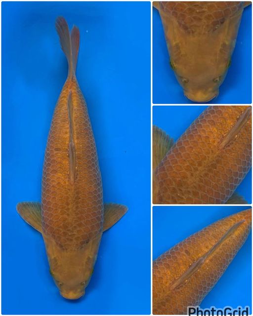 JUMBO TOSAI CREAM CHAGOI F1 MALE 32cm