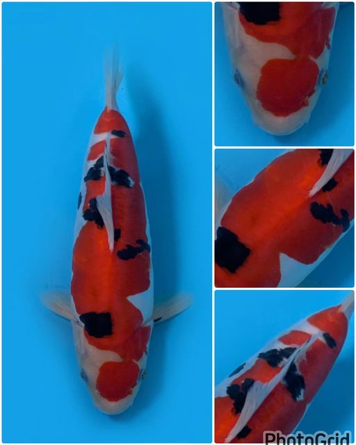HALUS PURE SANKE DOITSU F1 MALE 26cm
