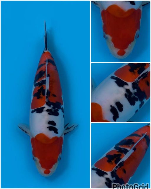 RED SANKE KINDAI DOITSU F1 MALE 29cm