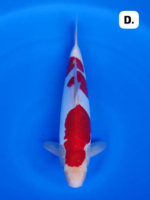 KOHAKU DOITSU 36cm