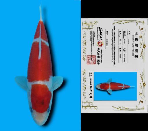 KOHAKU SAKAI CO LTD KOI FARM 19cm