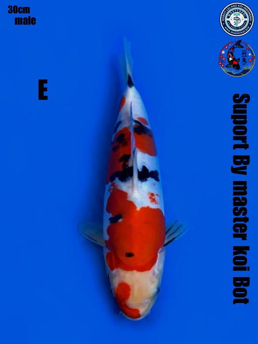SANKE DOITSU MURNI BLODLINE SHINODA MALE 30cm
