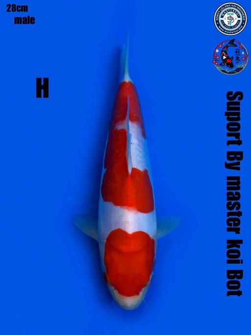 KOHAKU DOITSU MURNI BLODLINE SHINODA MALE 28cm