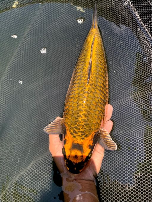 MUKASI GOLD KKF 37cm