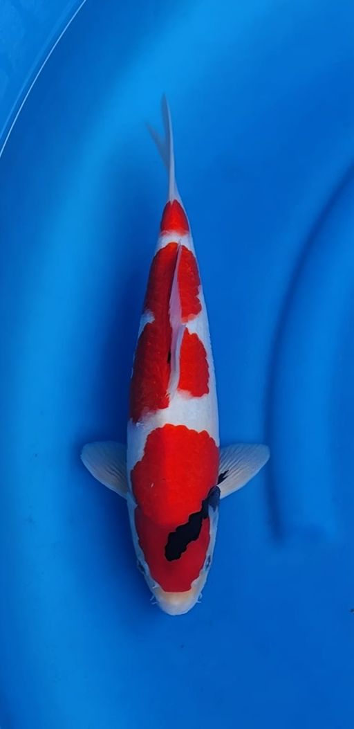 SHOWA TATEGOI METIR SKIN BAGUS TULANGAN BAGUS 33cm